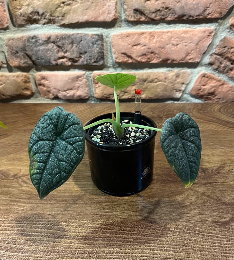 Alocasia Melo 2