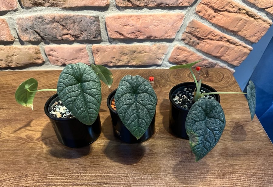 Alocasia Melo 5