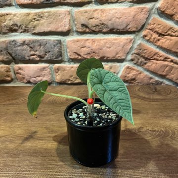 Alocasia Melo