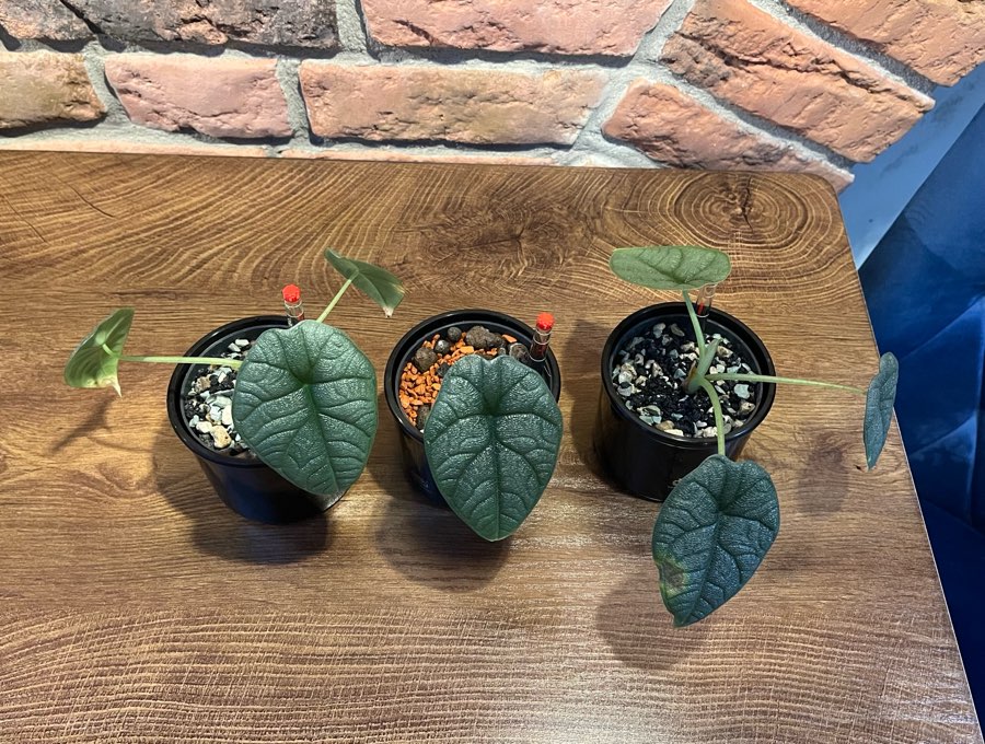 Alocasia Melo 4