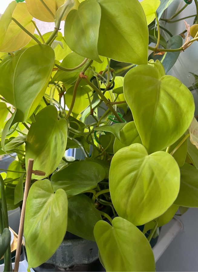 Philodendron Lemon Lime Brasil