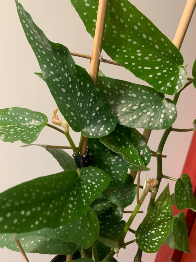 Begonia Tamaya 3