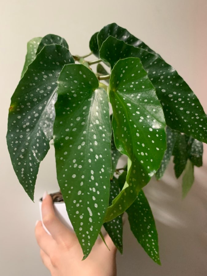 Begonia Tamaya 2