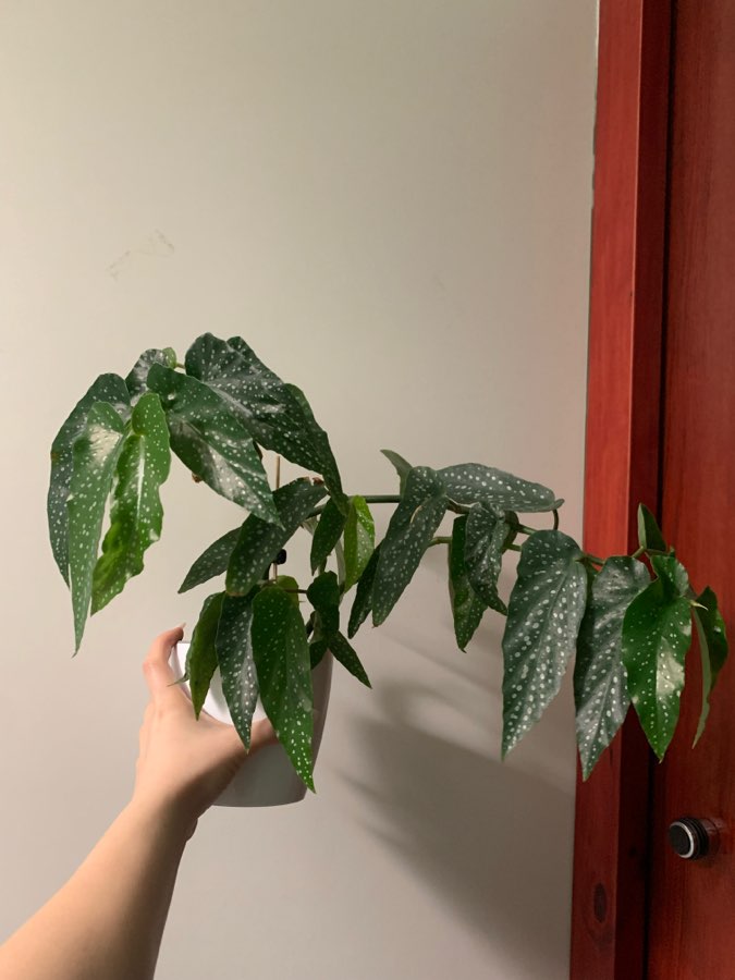 Begonia Tamaya 4