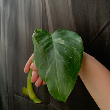 Philodendron White Princess