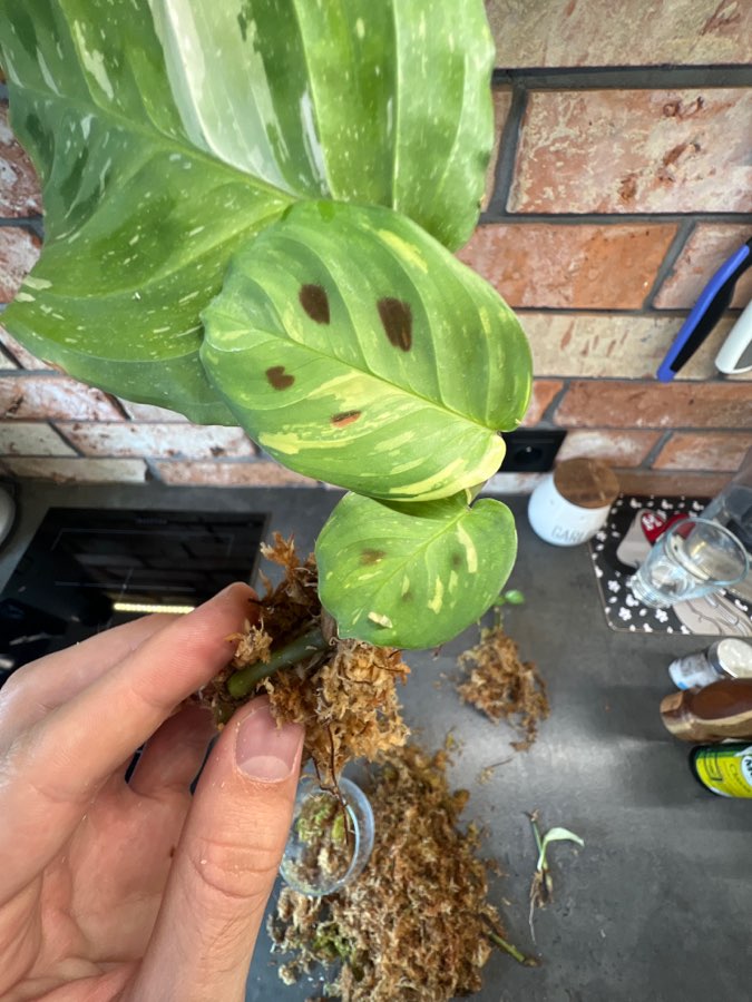 Maranta leuconeura Kerchoveana variegata 3