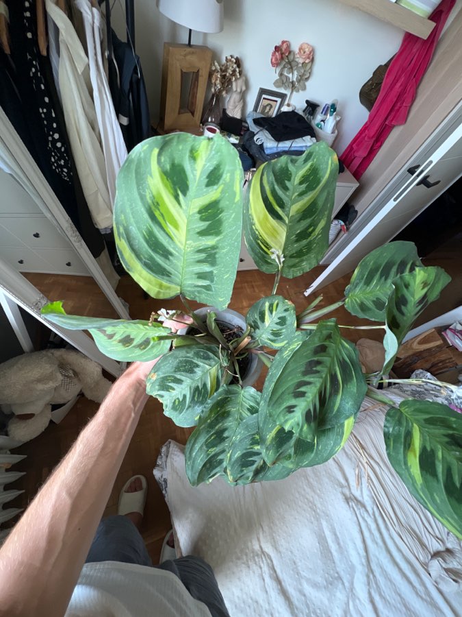 Maranta leuconeura Kerchoveana variegata 4
