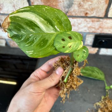 Maranta leuconeura Kerchoveana variegata