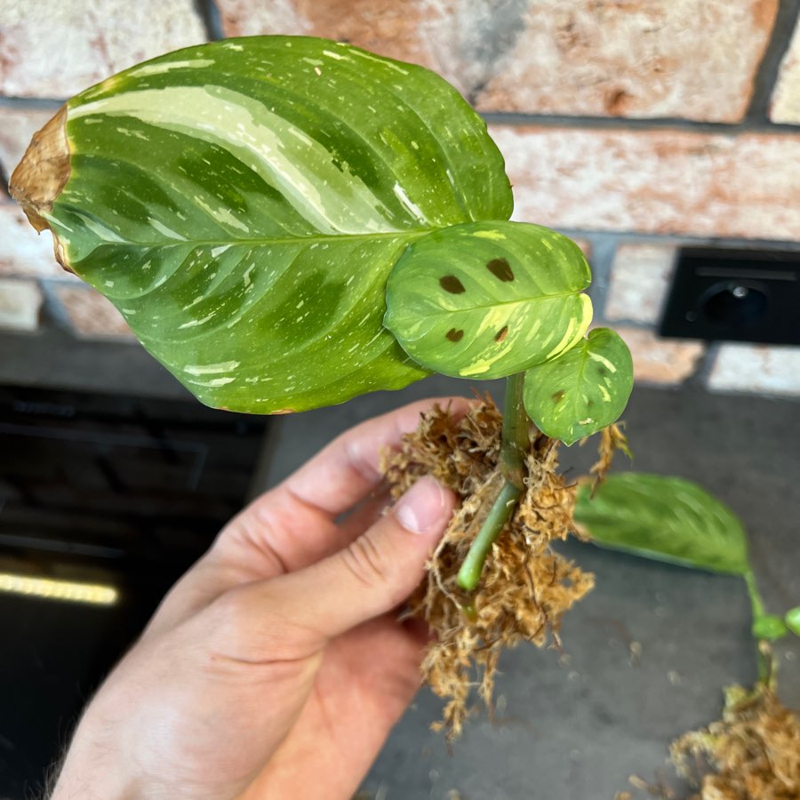 Maranta leuconeura Kerchoveana variegata