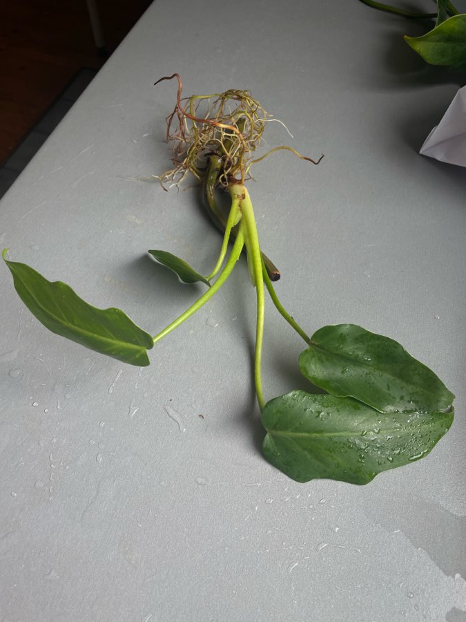 Philodendron radiatum 2