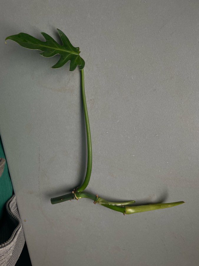 Philodendron radiatum 2