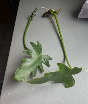 Philodendron radiatum