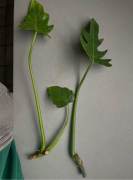 Philodendron radiatum
