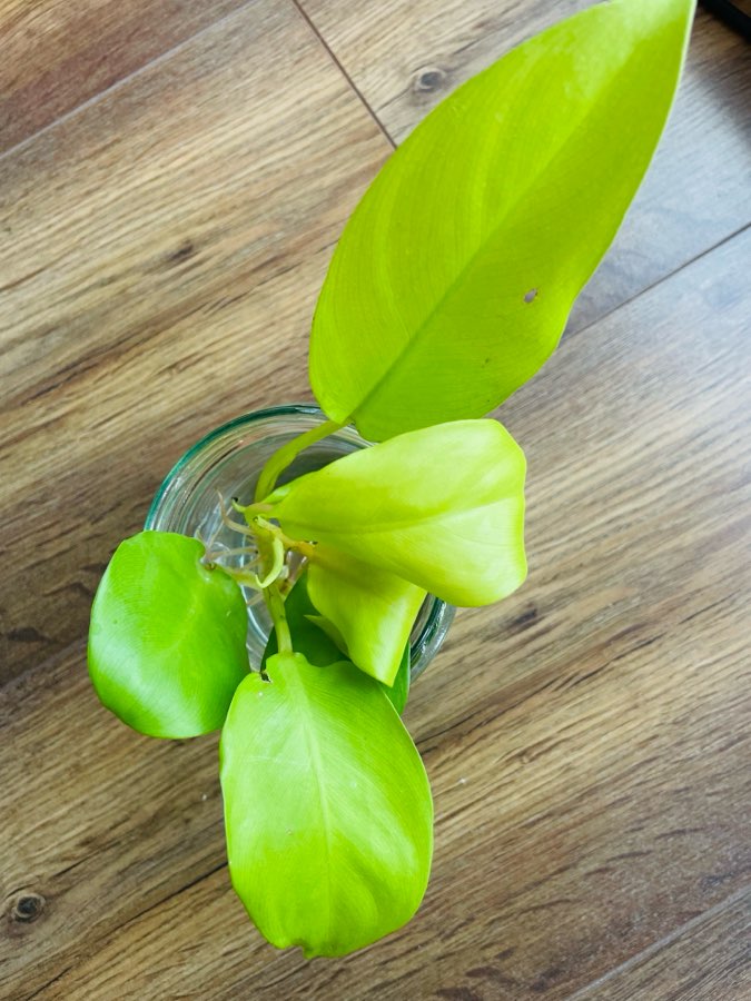 Philodendron Malaya gold 2
