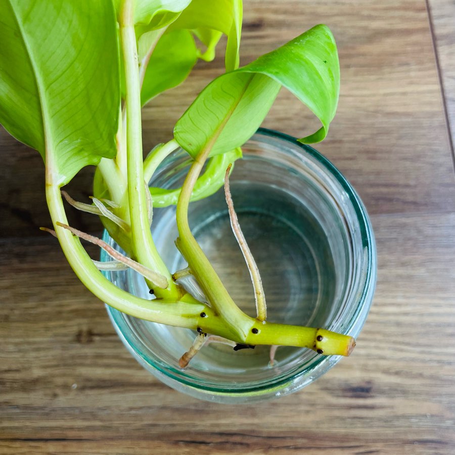 Philodendron Malaya gold