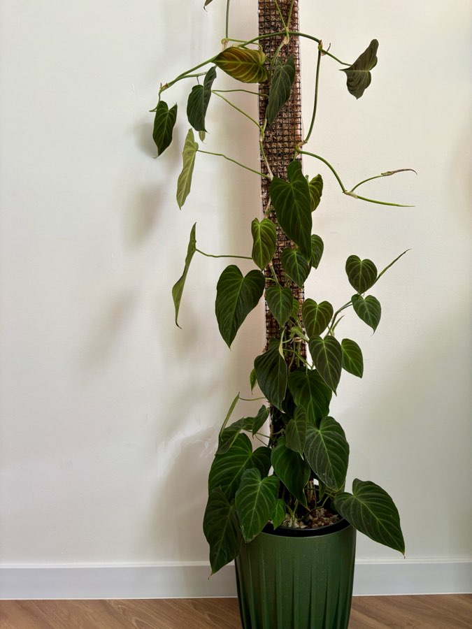Filodendron Splendid 4