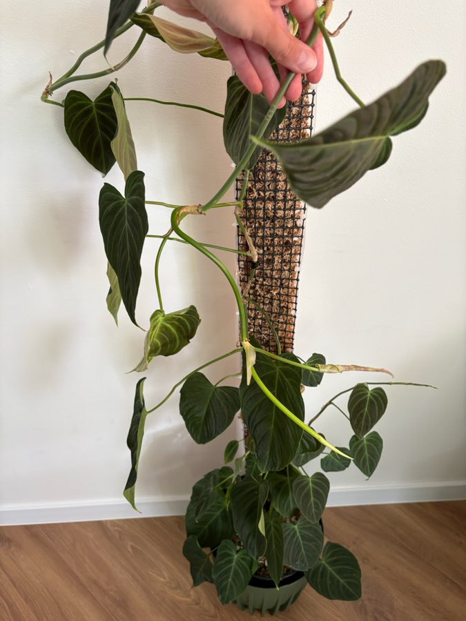 Filodendron Splendid 3