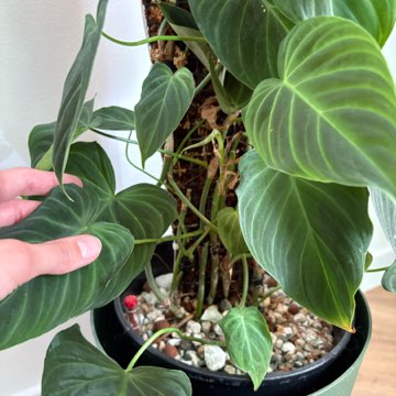 Filodendron Splendid