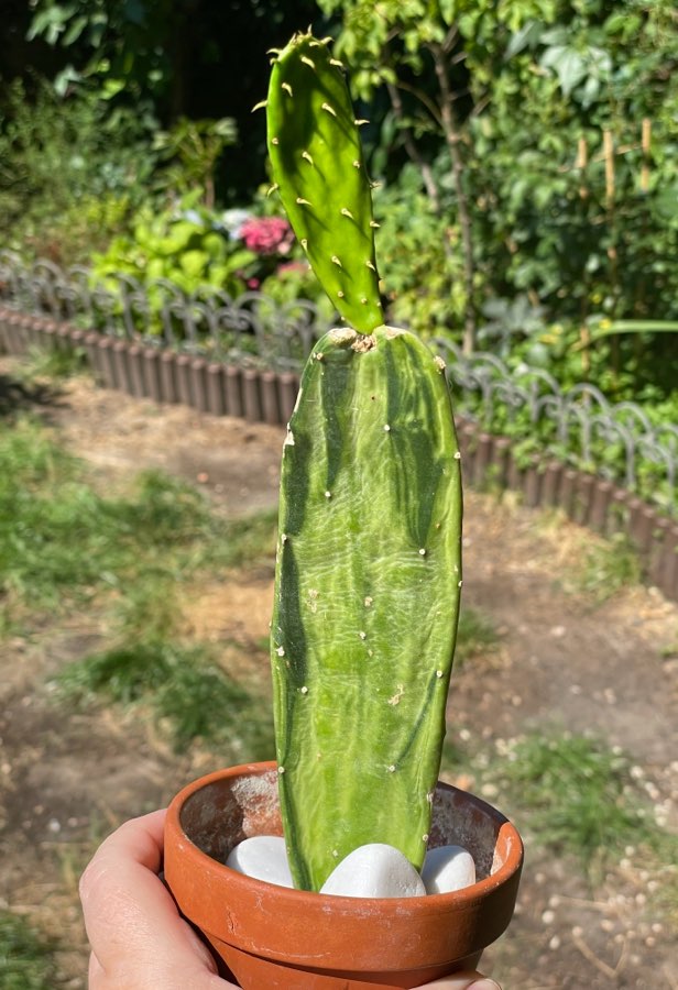 Opuncja Variegata 4