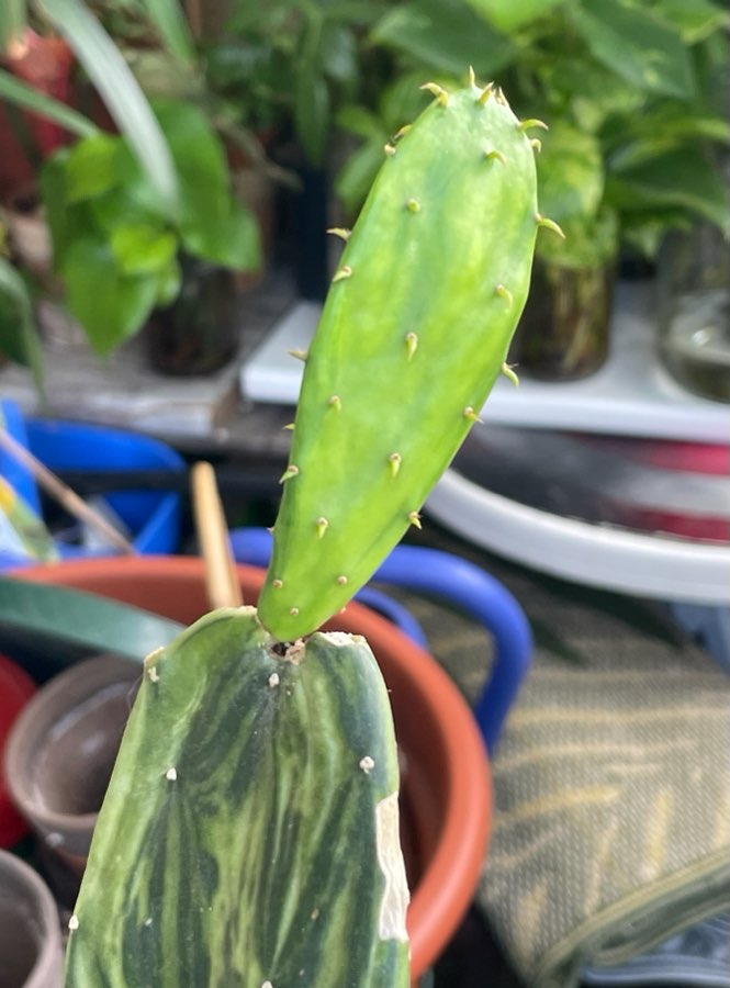 Opuncja Variegata 2