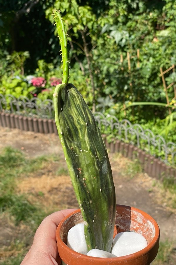Opuncja Variegata 3