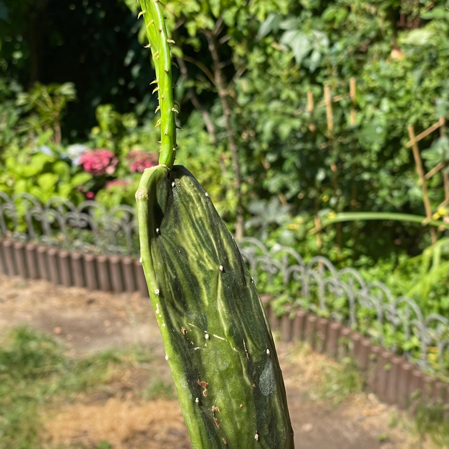 Opuncja Variegata