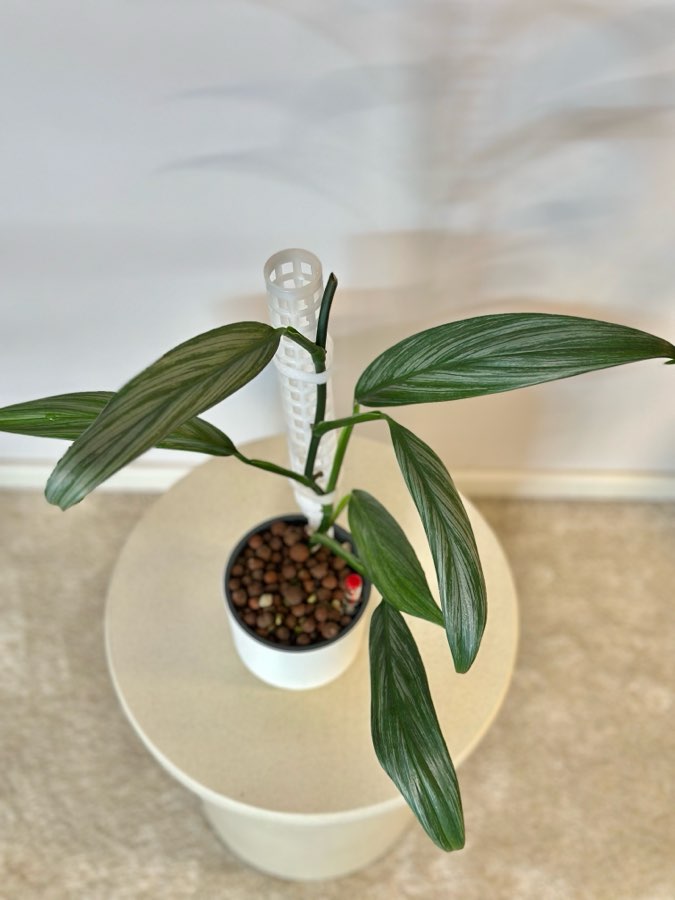 Epipremnum Amplissimum Silver Stripe 3