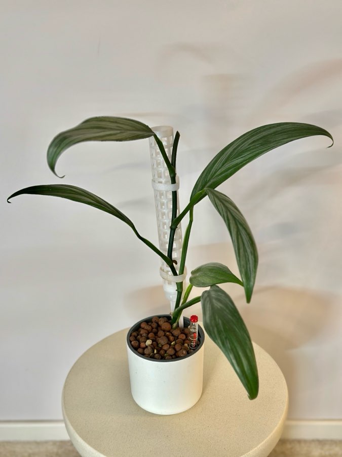 Epipremnum Amplissimum Silver Stripe 2