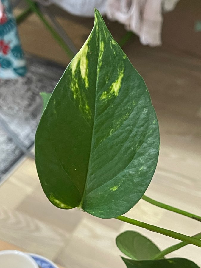 Epipremnum aureum długa sadzonka 2