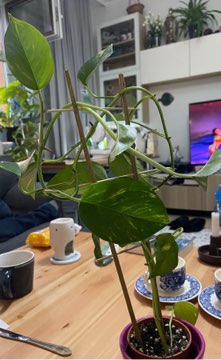 Epipremnum aureum długa sadzonka
