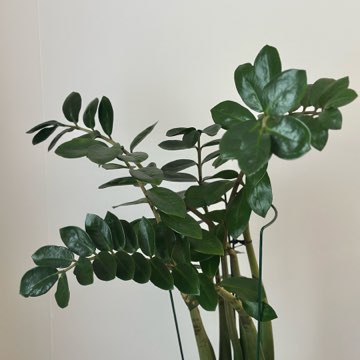 Zamiokulkas