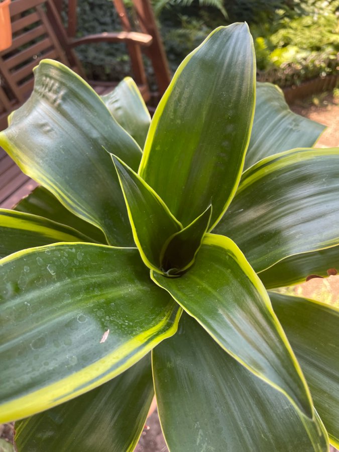 Dracena z żółtymi brzegami 3