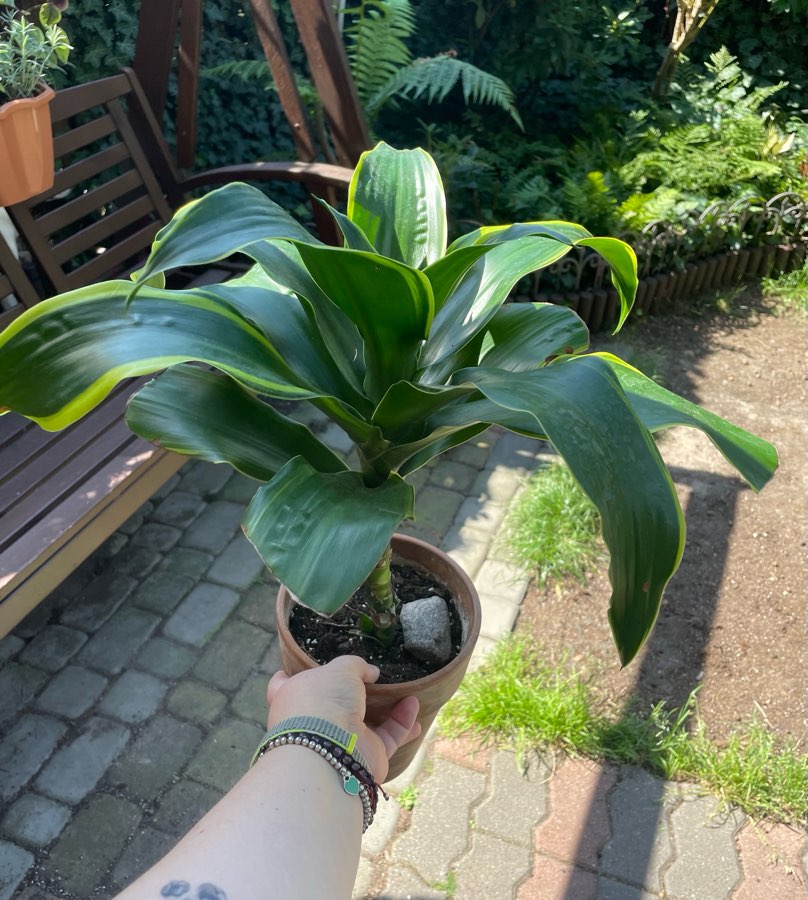 Dracena z żółtymi brzegami 2