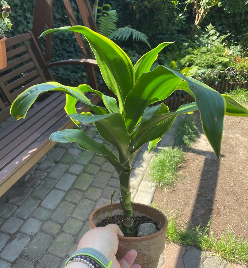 Dracena z żółtymi brzegami 4