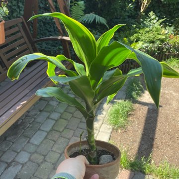 Dracena z żółtymi brzegami