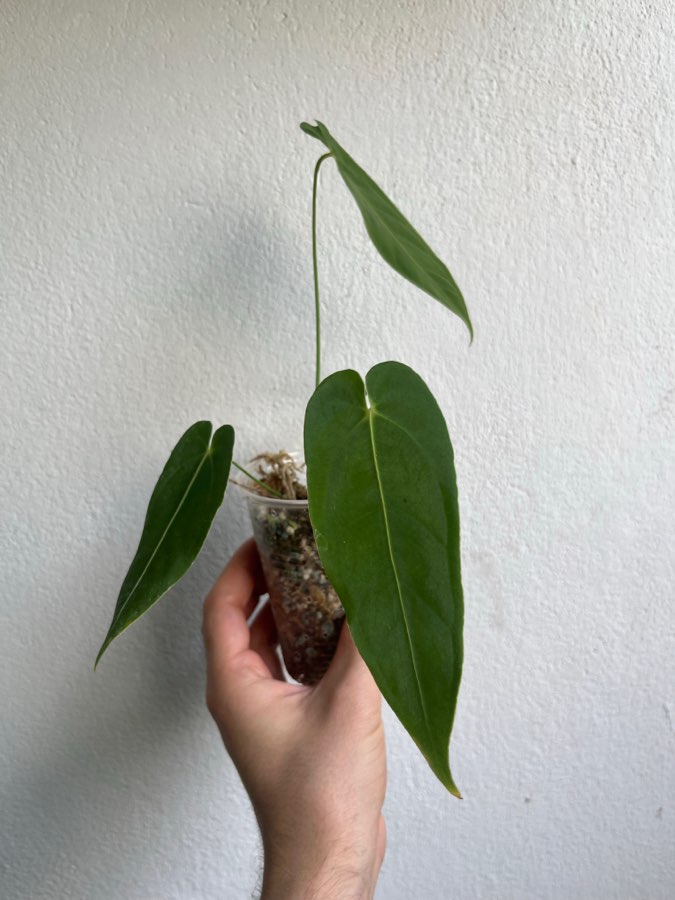 Anthurium queremalense 2