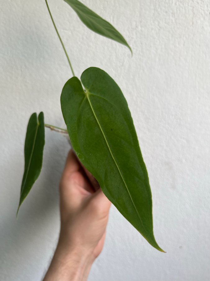 Anthurium queremalense 3