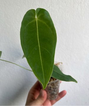 Anthurium queremalense