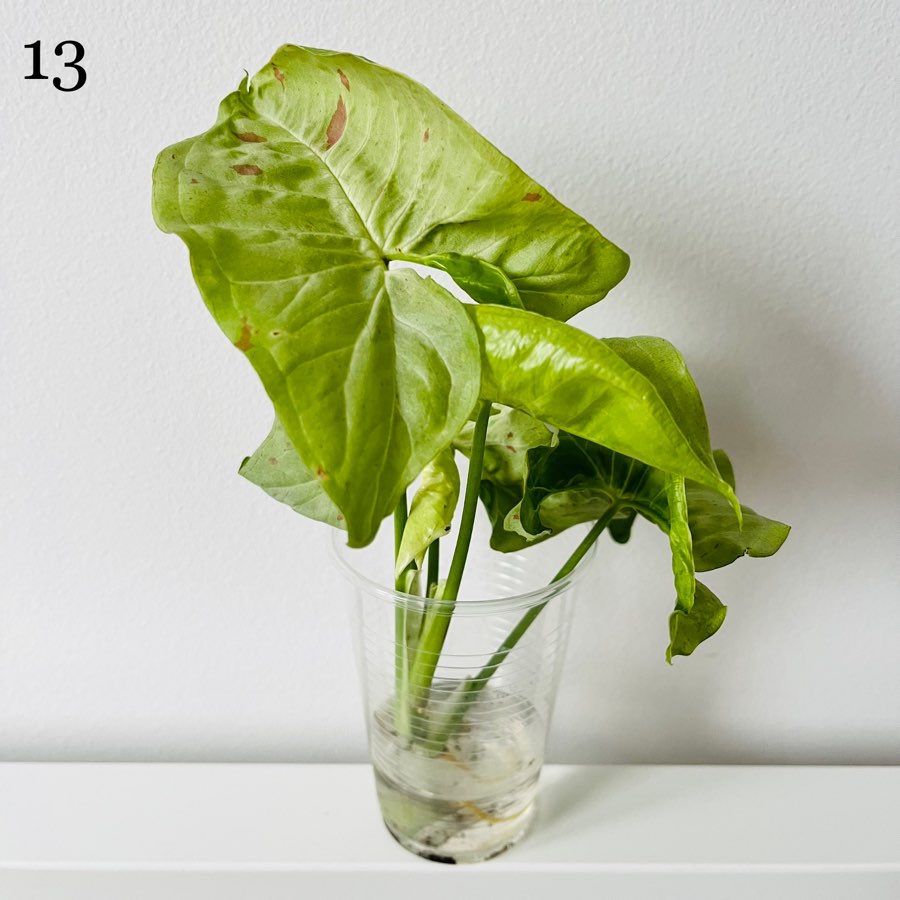 Syngonium Confetti