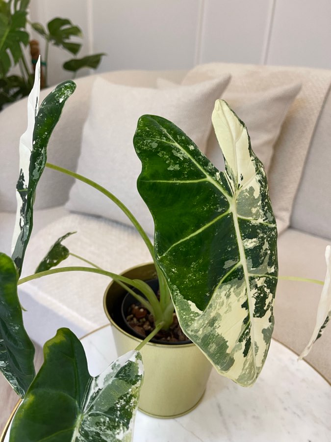 Alocasia frydek variegata 2