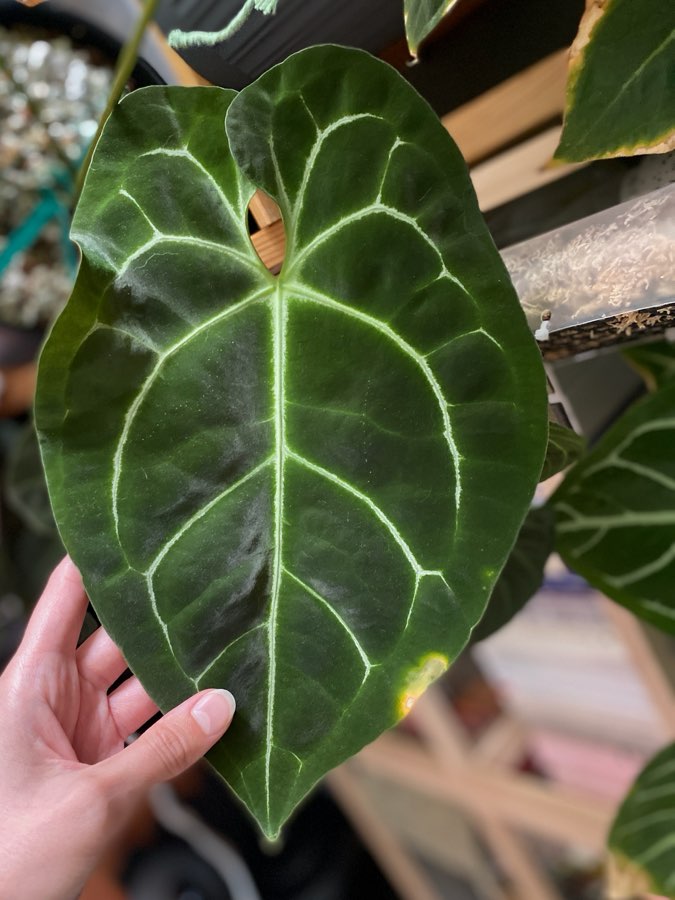 Nasiona Anthurium (Besseae Aff x Forgetii Dark) x Crystallinum Dark 3