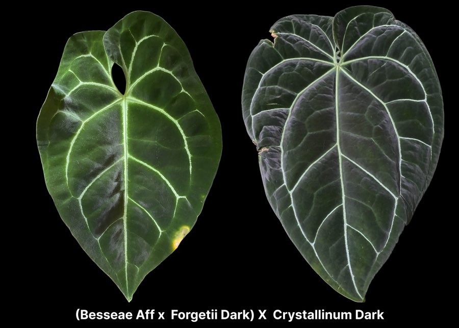 Nasiona Anthurium (Besseae Aff x Forgetii Dark) x Crystallinum Dark