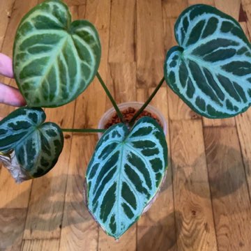 Anthurium Crystalineum Silver