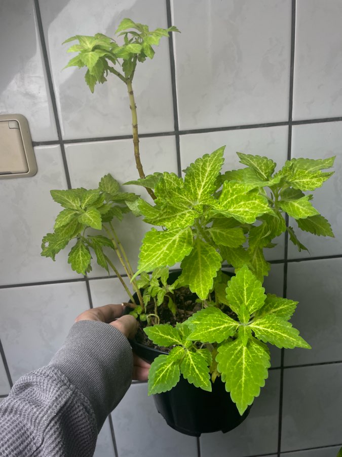 Koleus blumego 5