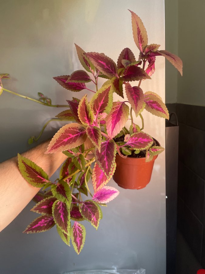 Koleus blumego 4