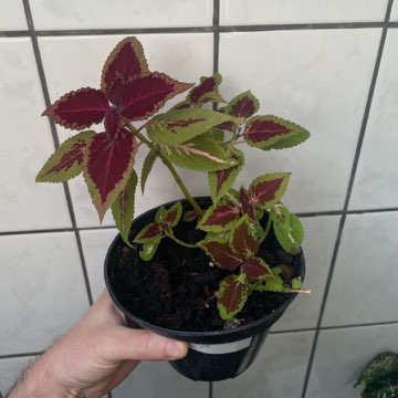 Koleus blumego