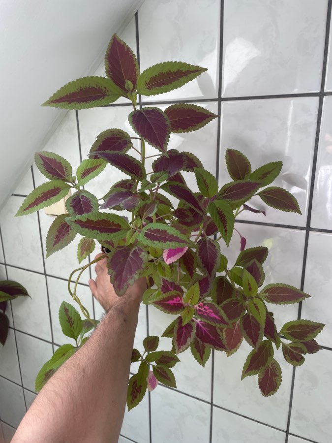Koleus blumego 3