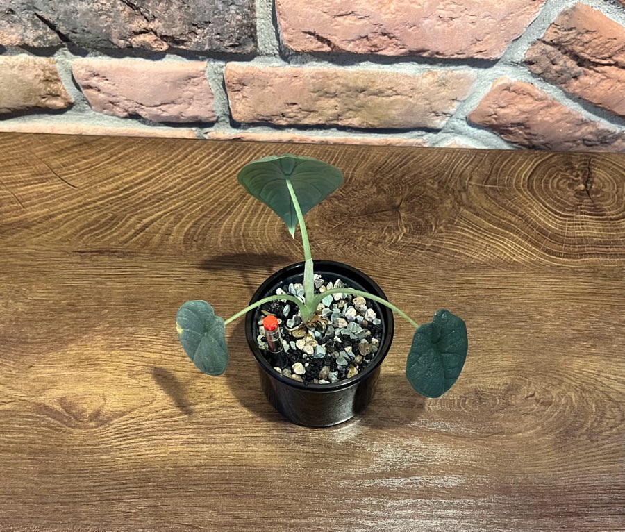 Alocasia Melo 3