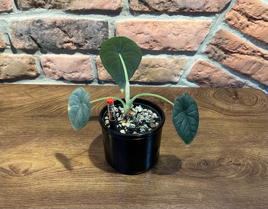 Alocasia Melo 2