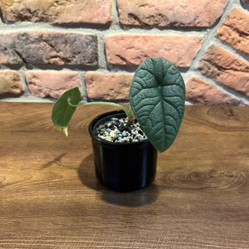 Alocasia Melo